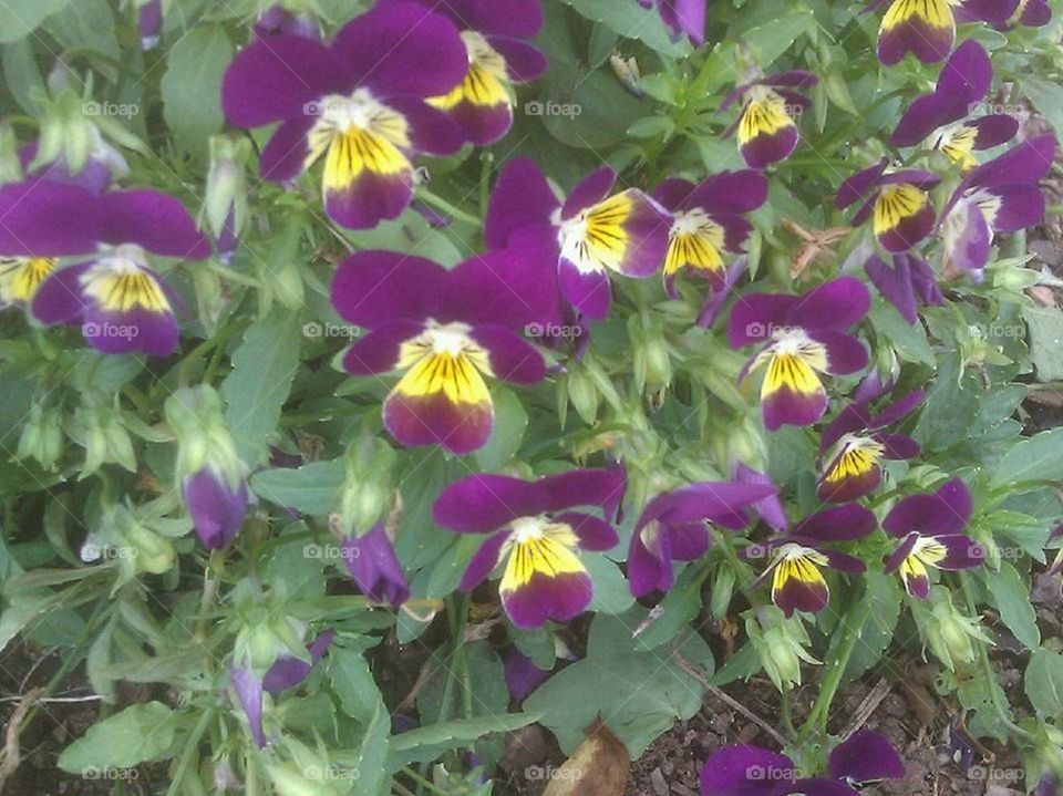 Purple and yellow pansies
