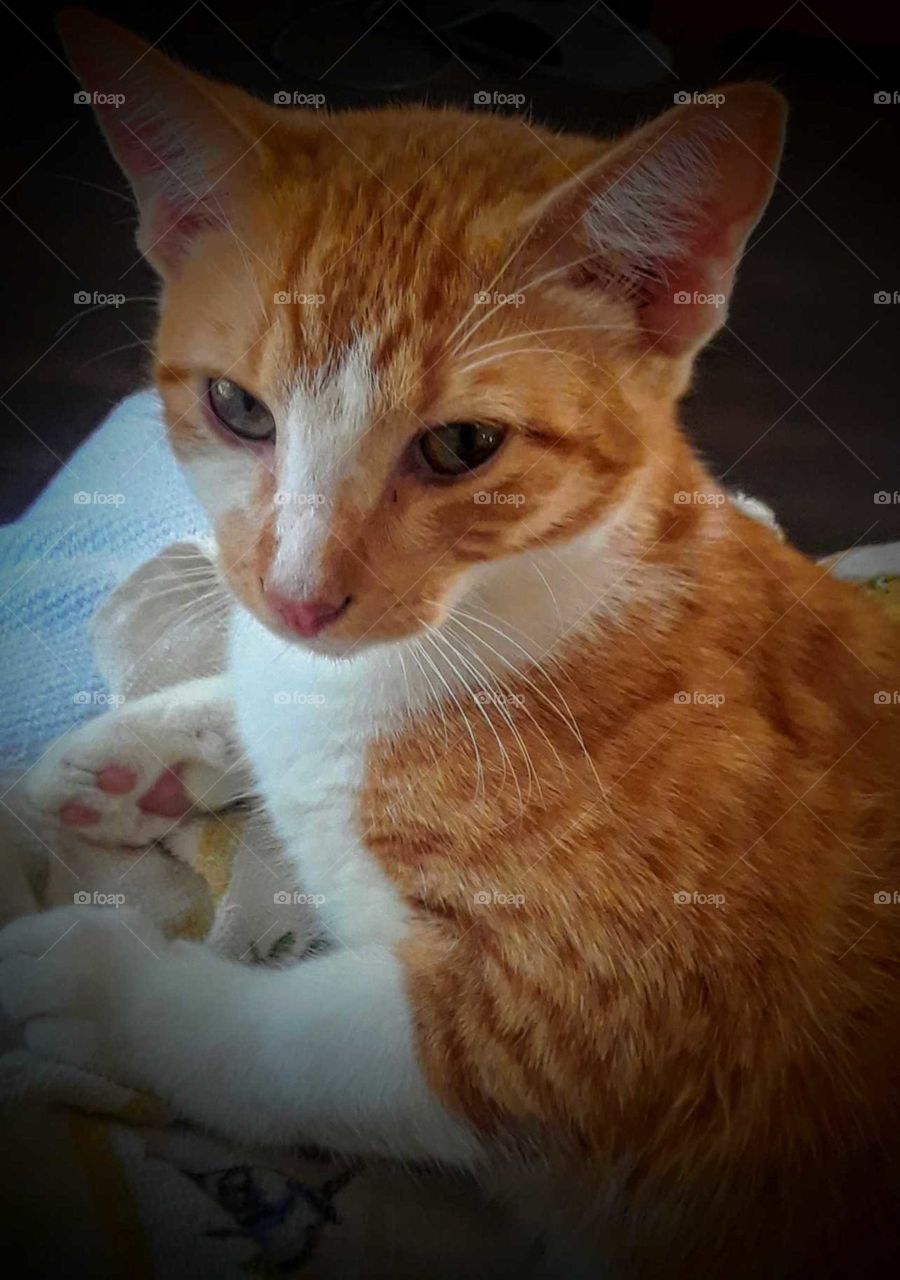 the ..*really*.. kitty