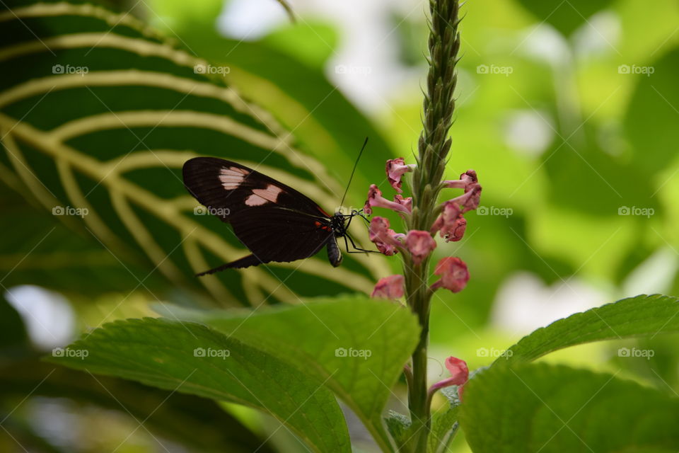 Schmetterling auf Blume