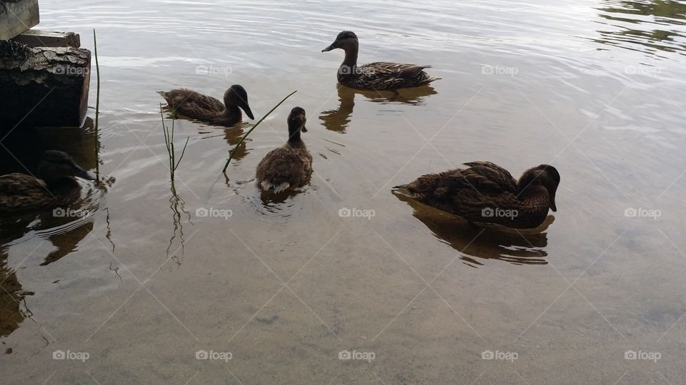 Bird, Duck, Water, Lake, No Person