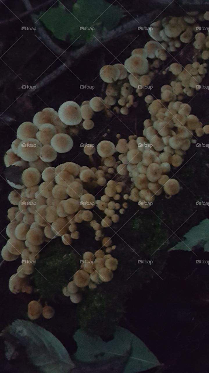 fungi