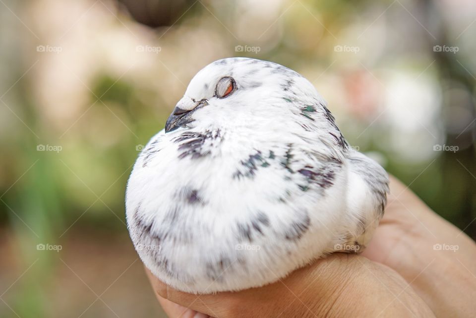 Bird, Nature, Wildlife, Animal, Portrait