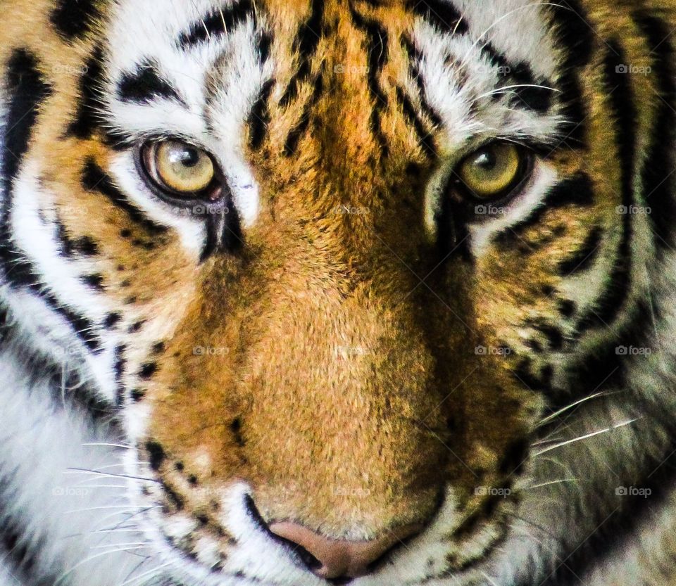 Amur Siberian Tiger
