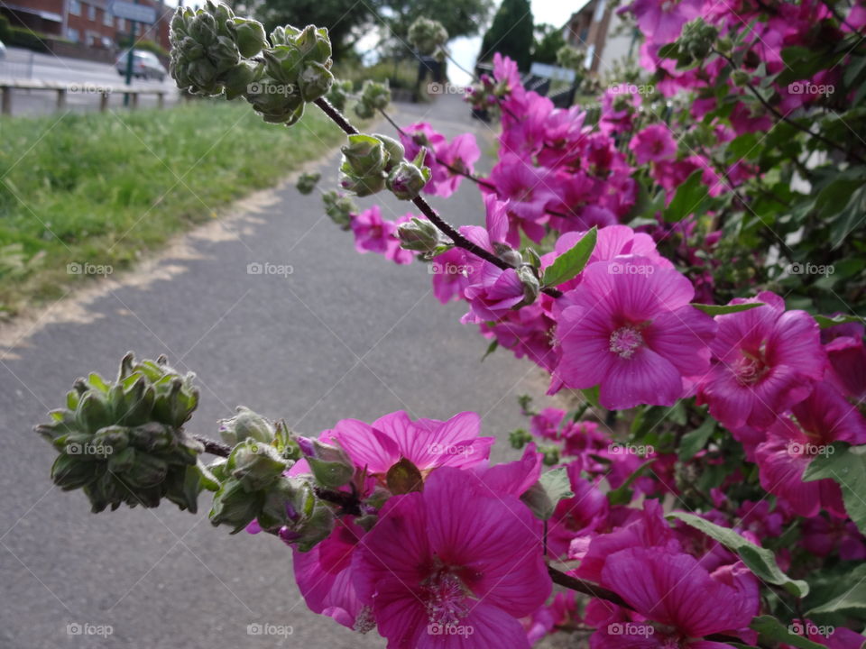 beautiful pink flowers  in the garden