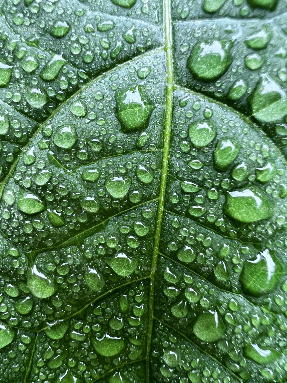 Macro of raindrops on the green leaf in full framed.
