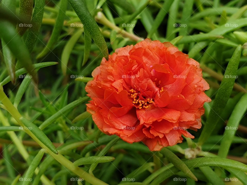 the Portulaca Grandiflora