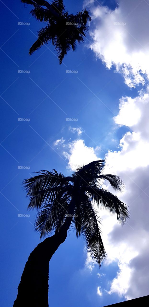A clear sky with a coconut tree shows that I am alone among the people
