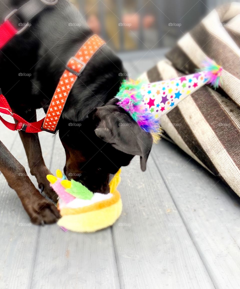 Dog Birthday 