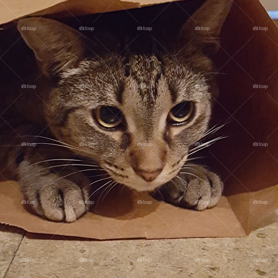 kitty in a bag