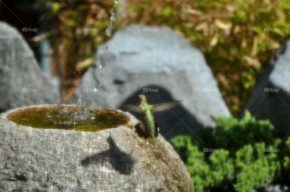 Hummingbird at water basin