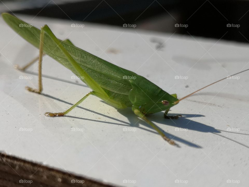 patiently grasshopper