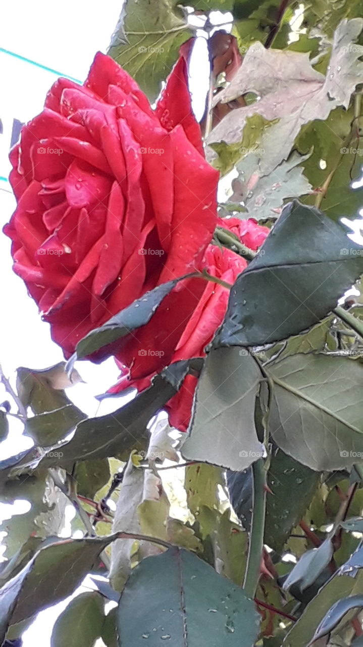 raindrops on the red roses