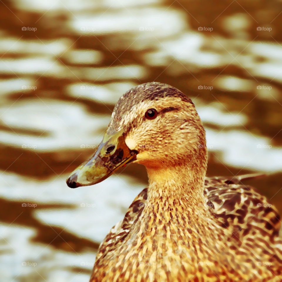 Sepia Duck. /