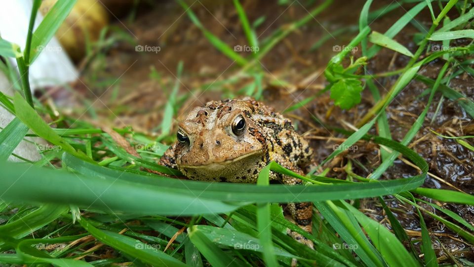 A toad in the grass