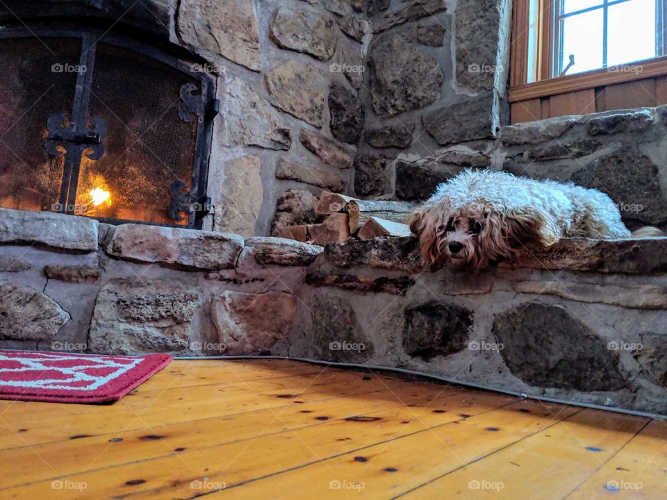 Sleepy puppy keeping warm near the fireplace