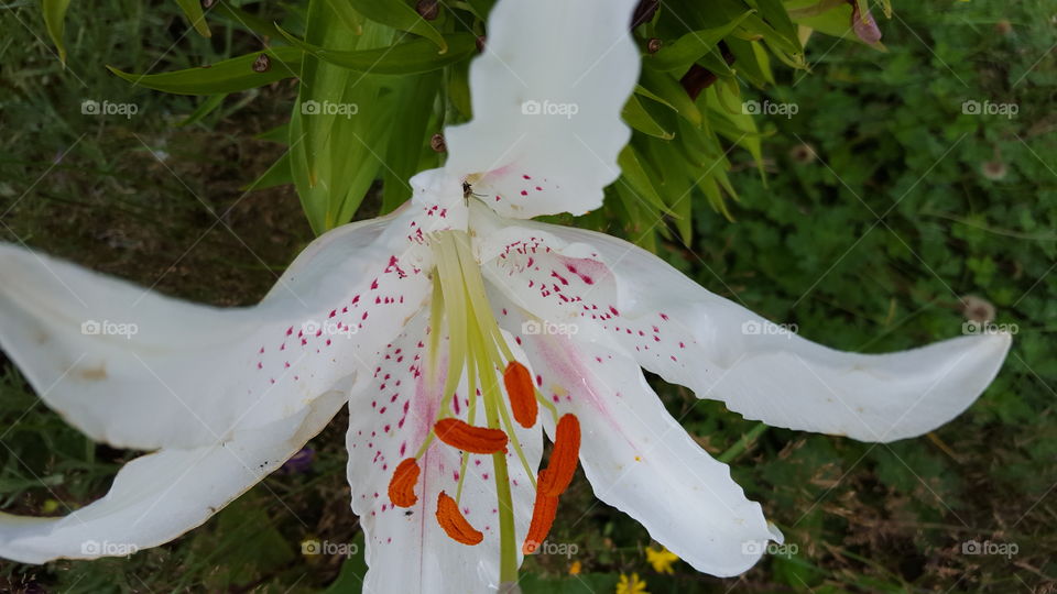 Lily plant