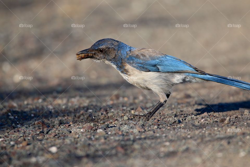 Blue bird feeding