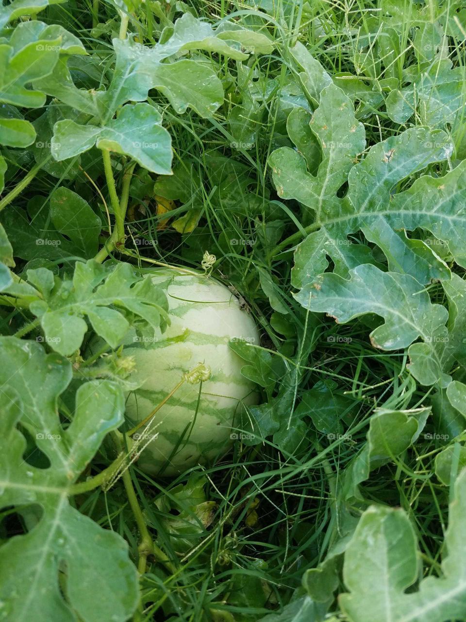 Our frist watermelon  plant,that is growing our watermelon.it's going to take some time before we can pick this one. because it is still small. that one is done it's going to be very delicious