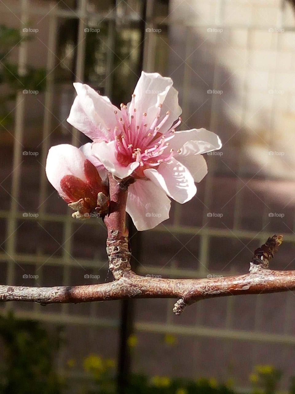 Peach flower