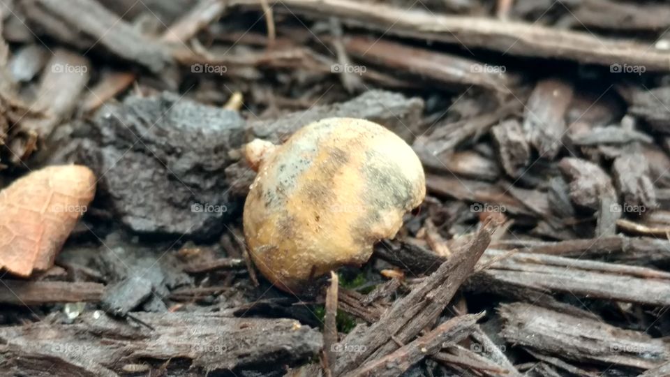 Fungus, Nature, Wood, Mushroom, No Person