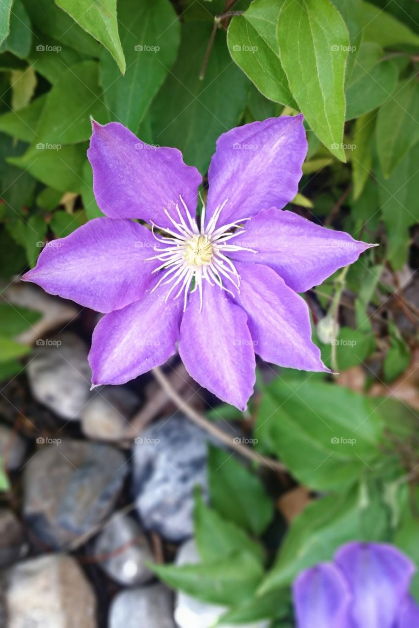 clematis