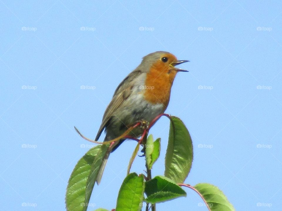 Robin on highest branch of a cherry tree and singing at the top of his voice