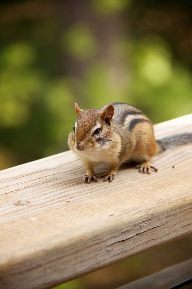 Chubby cheeks