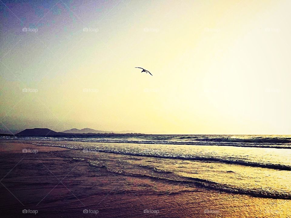 Meer. Wellig. Vogel. Frei. Windig. Warm. Sandig. Strand. Still. Beruhigend. Sonnenaufgang. 