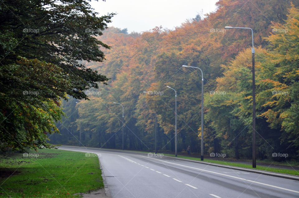 Road, Tree, No Person, Landscape, Highway