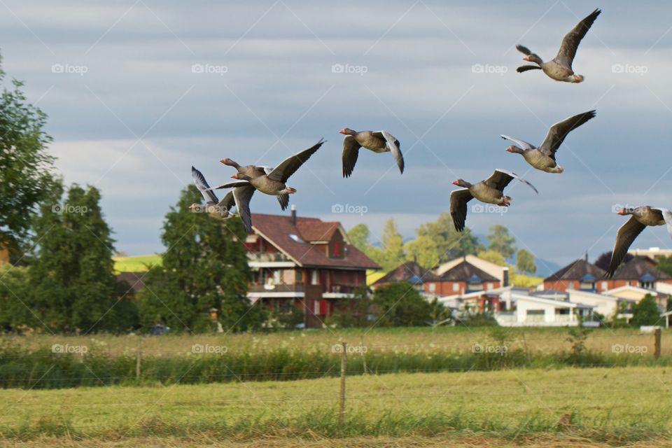 Flying Geese over field