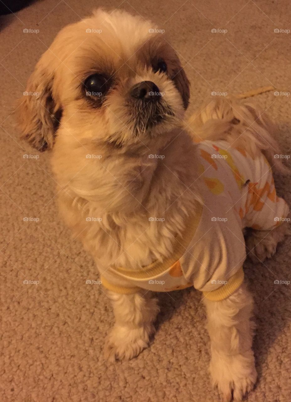 Puppy wearing her pajamas 