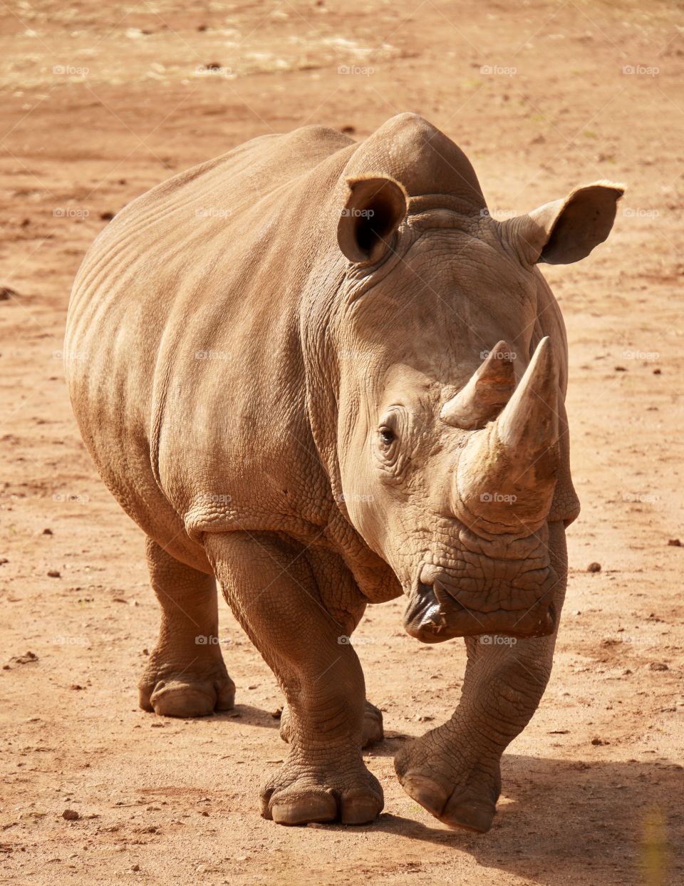 Rhino jogging