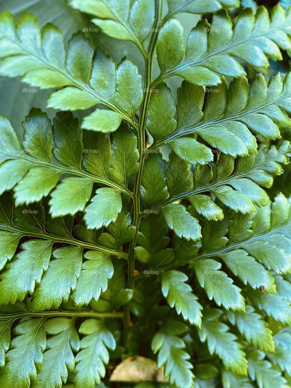 Fern