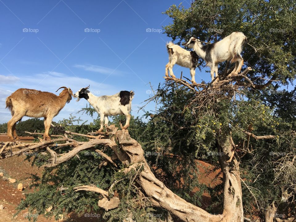 View of goat on tree