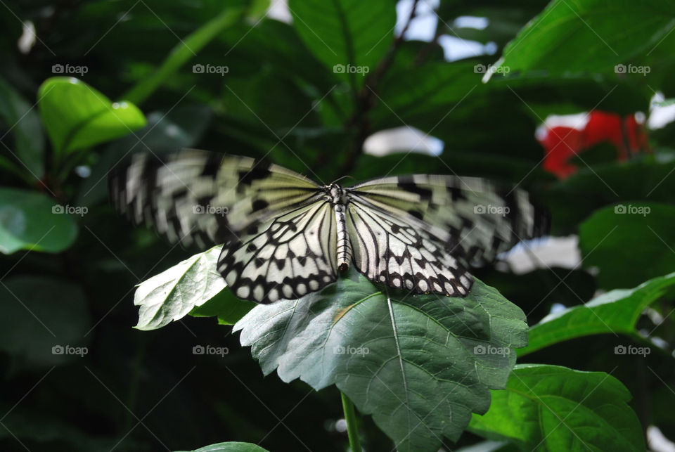 italy nature butterfly beauty by nacho_lopez_sol