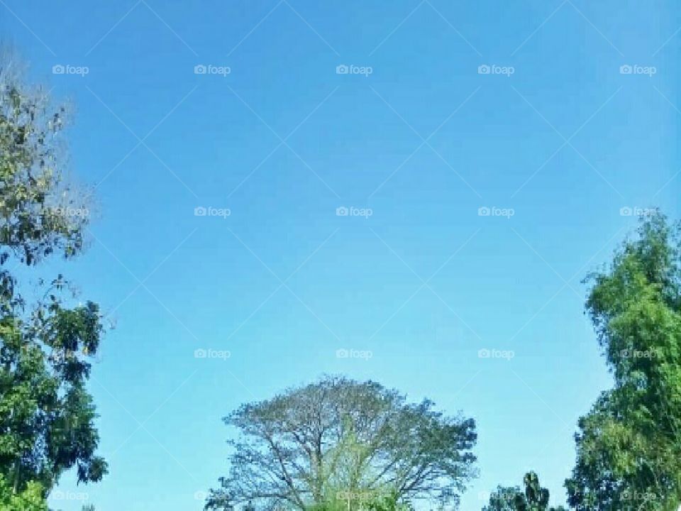landscape tree, sky & nature