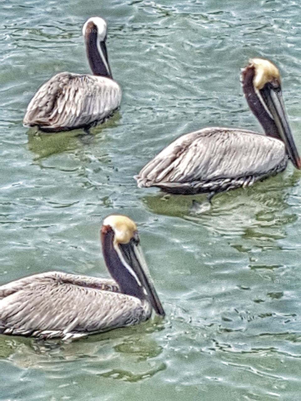 Trio of Pelicans