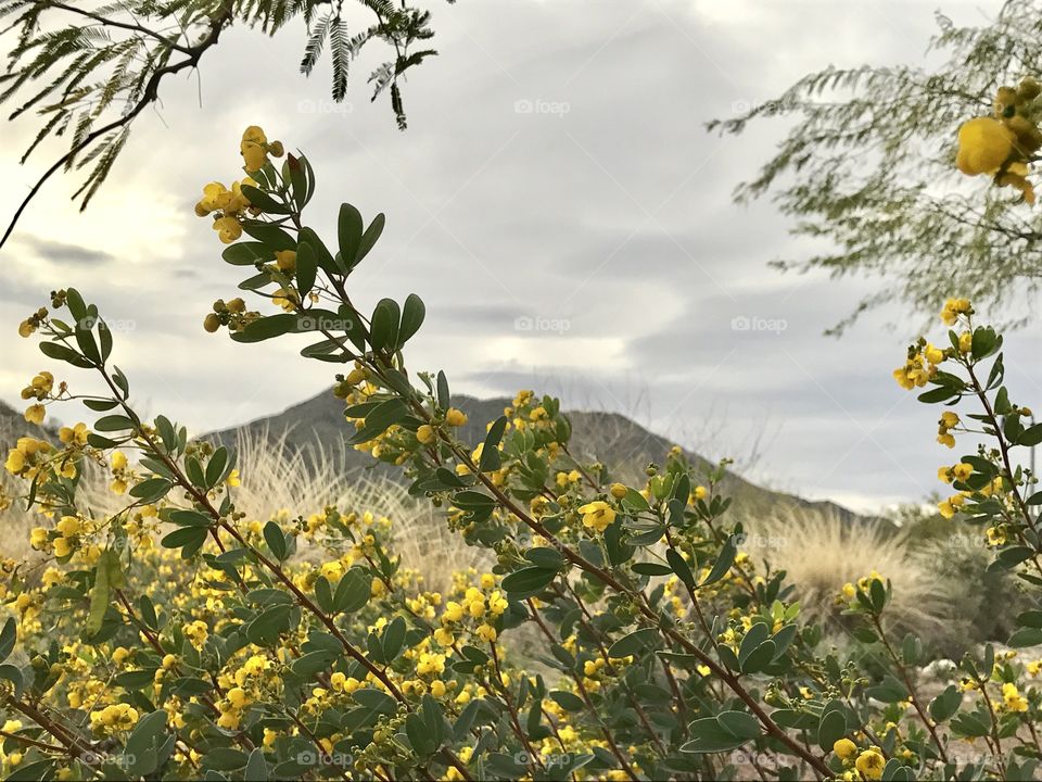 Flowers with Distant Mountain