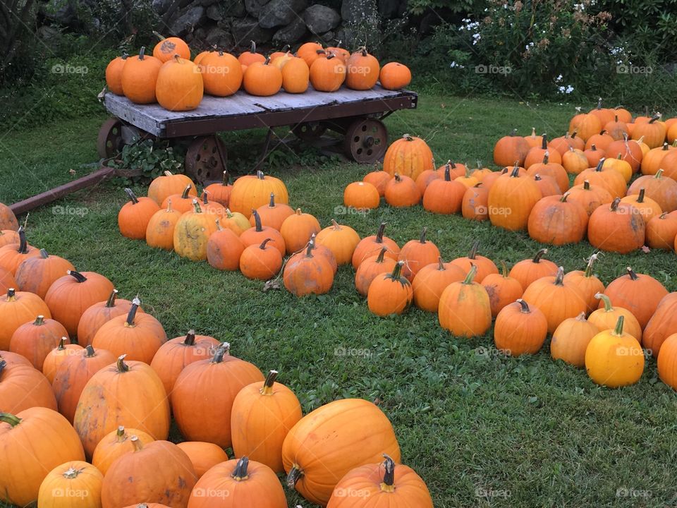 Pumpkins on the farm