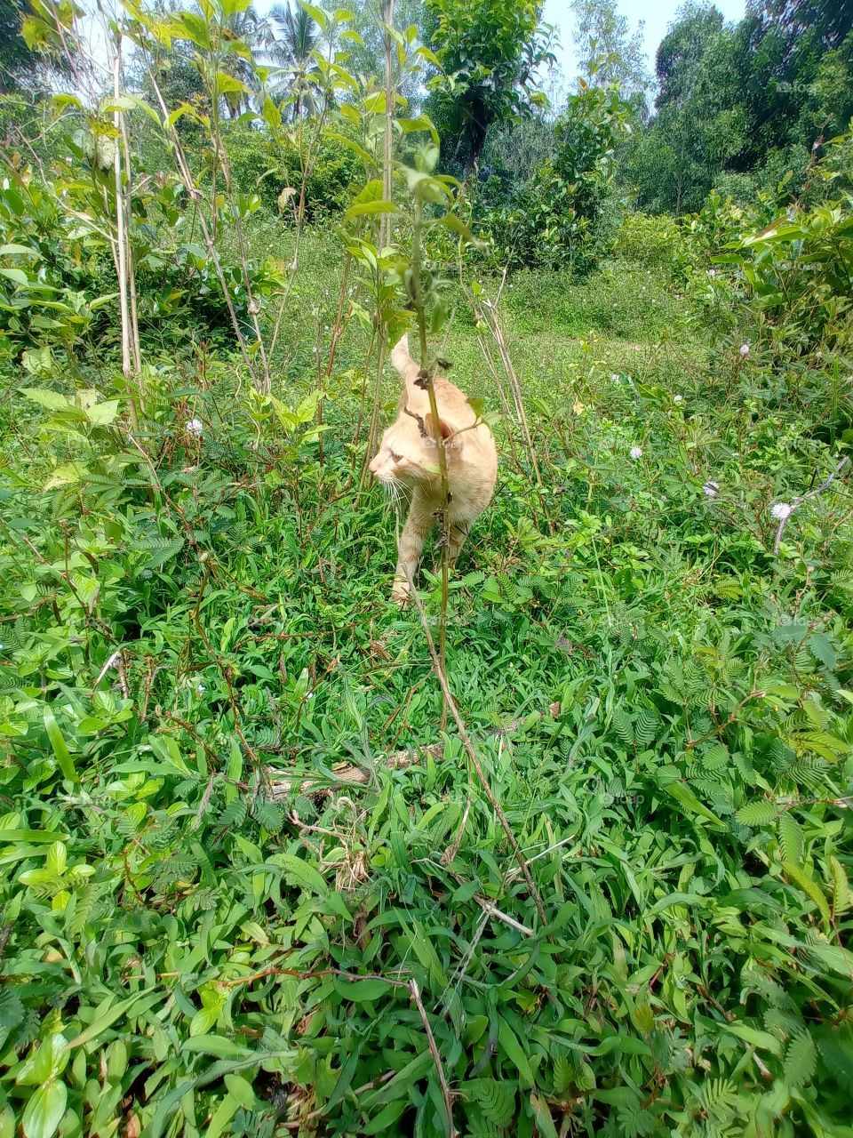 cat walking on grass