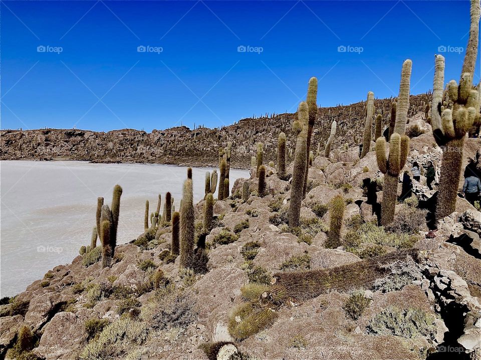 Cactus plants of all different sizes can be found here at the shore of the “Uniyuni Salt Lake” in “Bolivia” in “Central America”. 2022. Hypnotic Productions