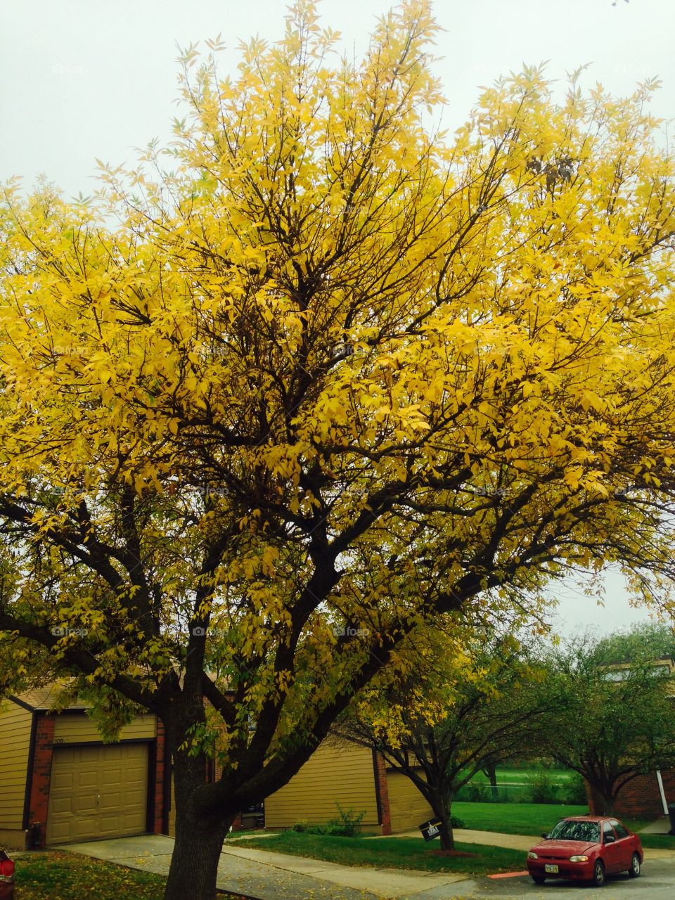 Yellow Tree 
