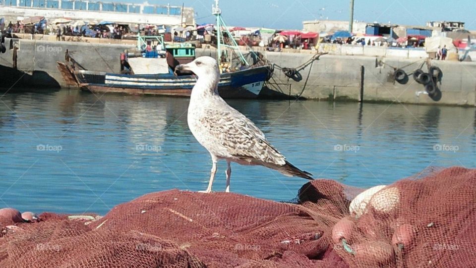 a single beautiful seagull watching the port.