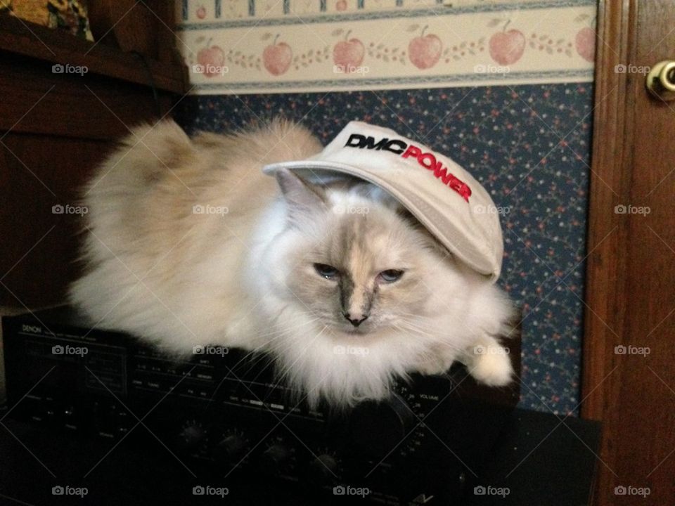 Cat wearing cap