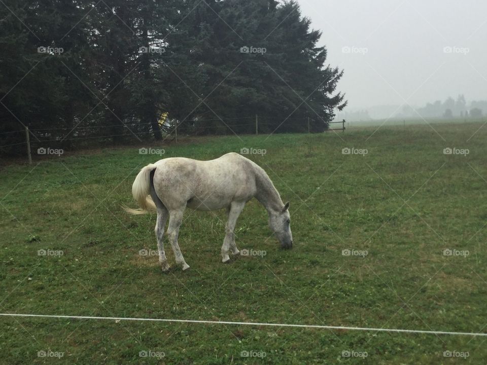 A White Horse in a Pasture 