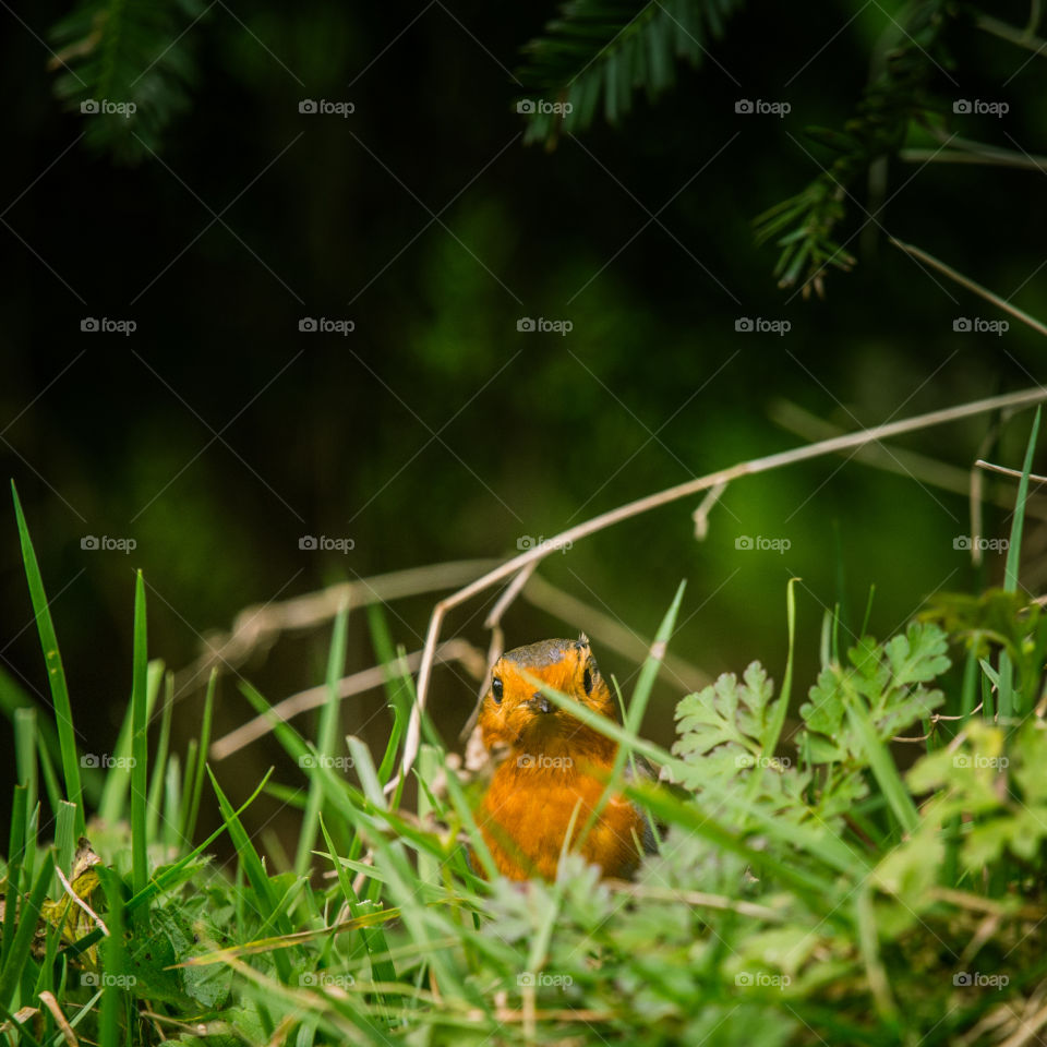 Nature, Bird, Wildlife, Tree, Little