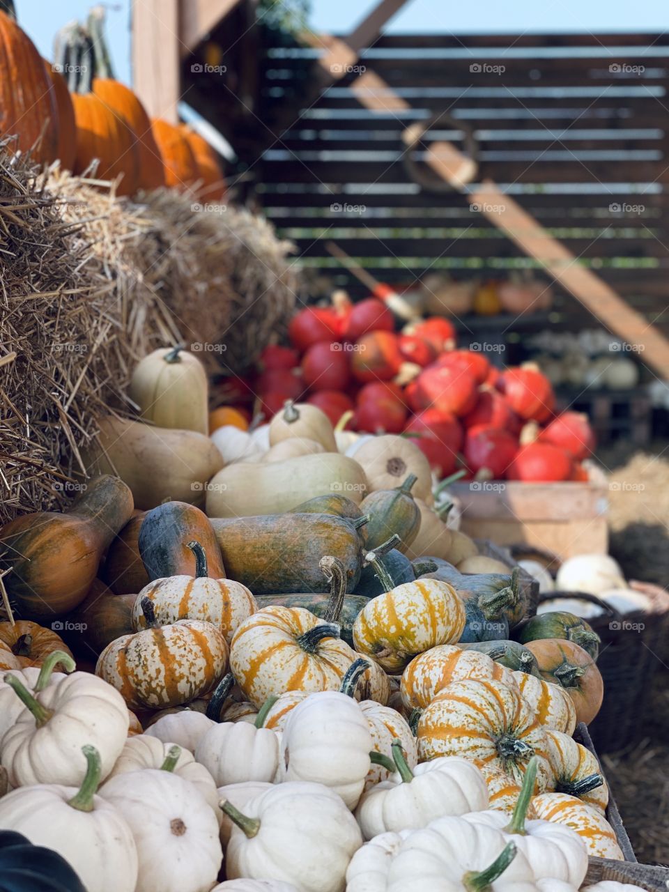 Pumpkin farm