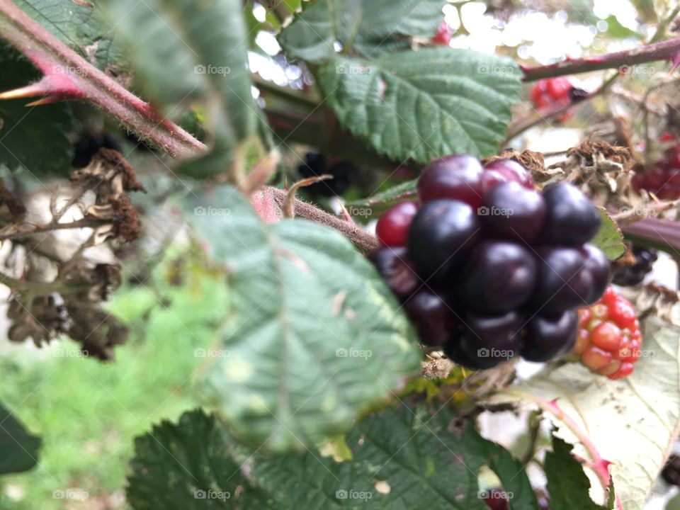 Blackberries 