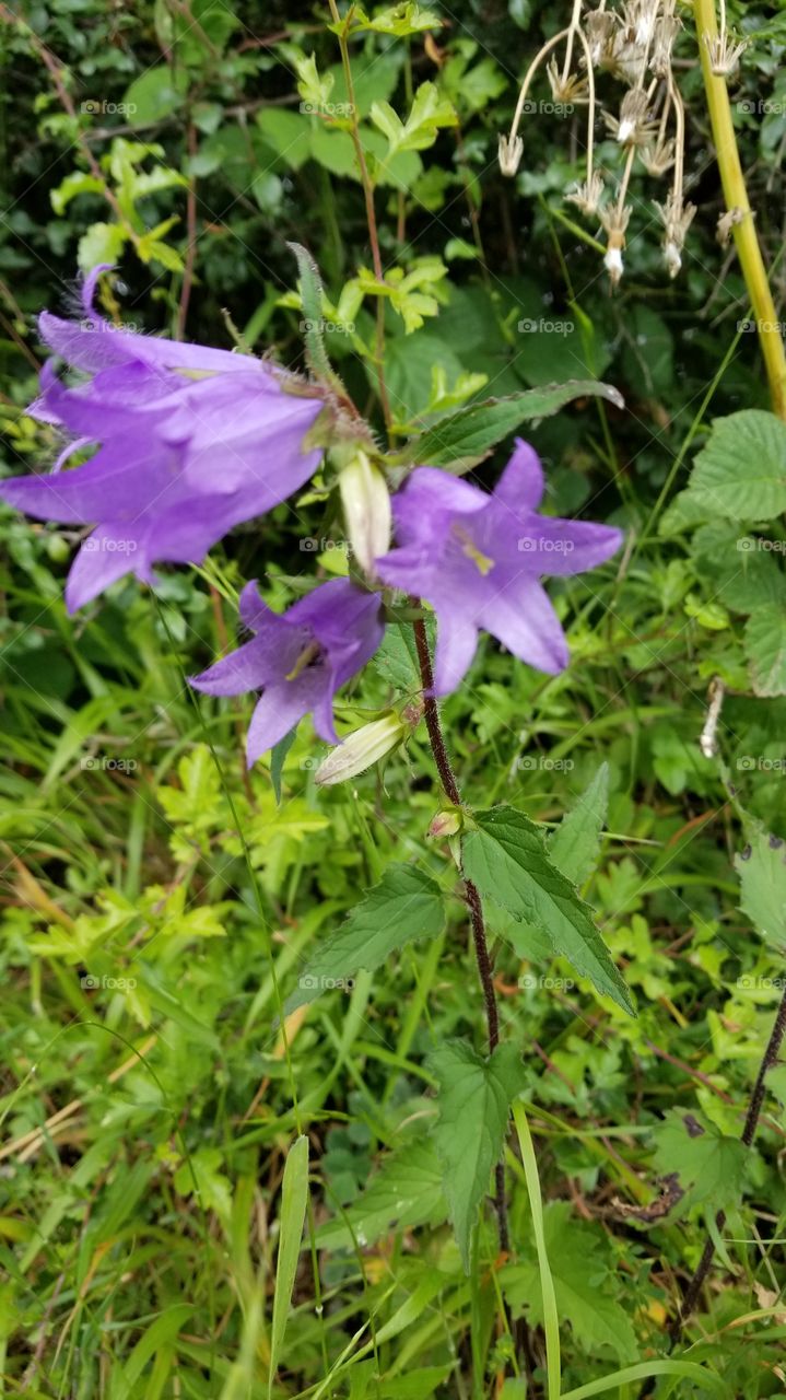 Flowers of Britain