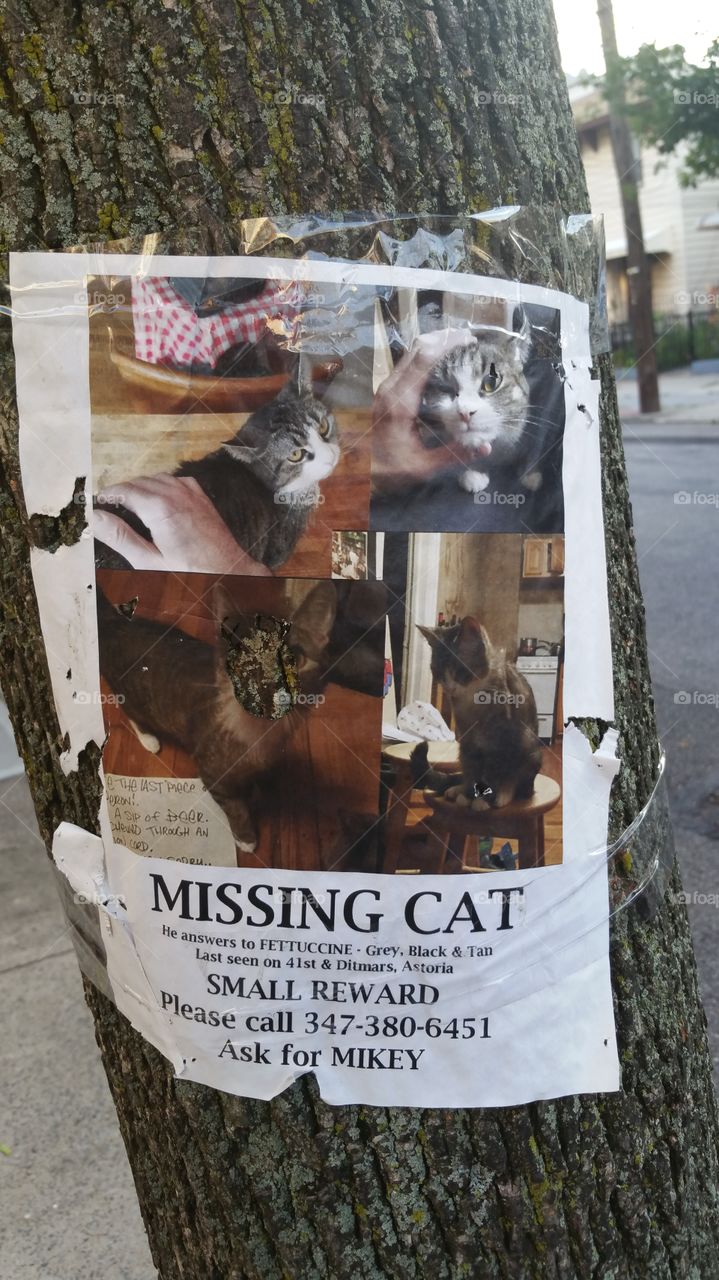 Lost Kitty in Astoria